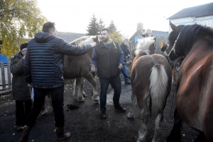 Fay-sur-Lignon : moins de chevaux mais des ventes en hausse