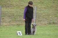 Yssingeaux : 42 chiens au concours d&#039;obéissance