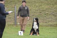 Yssingeaux : 42 chiens au concours d&#039;obéissance