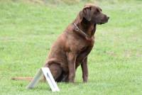 Yssingeaux : 42 chiens au concours d&#039;obéissance