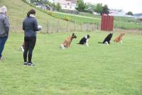 Yssingeaux : 42 chiens au concours d&#039;obéissance