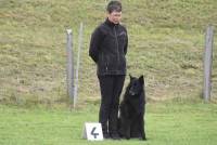 Yssingeaux : 42 chiens au concours d&#039;obéissance