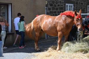 Le Fin Gras, emblème du Mézenc, fêté à Saint-Front (vidéo)