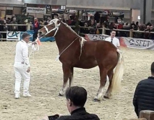 Yssingeaux : une jument comtoise sur le podium du Salon de l&#039;agriculture