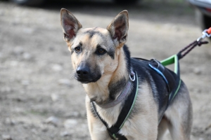 Beauzac : des chiens et leurs maîtres testent le mantrailing, la recherche de personnes disparues