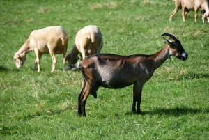 Aux Vastres, une bergerie fait visiter son élevage de brebis et chèvre ce week-end