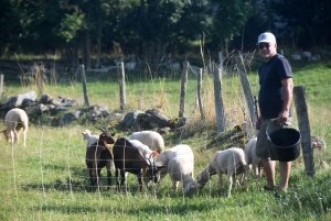 Aux Vastres, une bergerie fait visiter son élevage de brebis et chèvre ce week-end