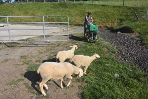 Aux Vastres, une bergerie fait visiter son élevage de brebis et chèvre ce week-end