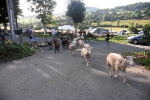 Aux Vastres, une bergerie fait visiter son élevage de brebis et chèvre ce week-end