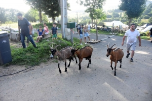 Aux Vastres, une bergerie fait visiter son élevage de brebis et chèvre ce week-end