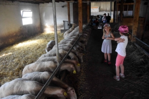 Aux Vastres, une bergerie fait visiter son élevage de brebis et chèvre ce week-end