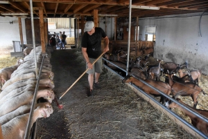 Aux Vastres, une bergerie fait visiter son élevage de brebis et chèvre ce week-end