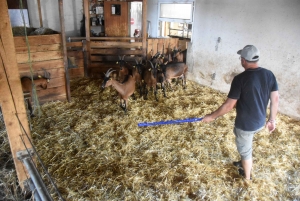 Aux Vastres, une bergerie fait visiter son élevage de brebis et chèvre ce week-end