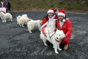 Dunières : le Père Noël tracté par des chiens Samoyèdes