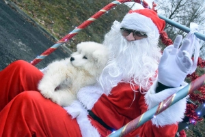 Dunières : le Père Noël tracté par des chiens Samoyèdes