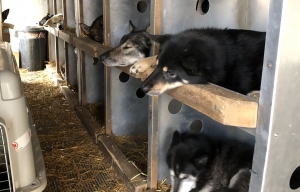 Saint-Pal-de-Mons : un aventurier, des chiens et des écoliers