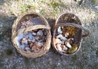 Valprivas : Champimystique organise des balades pour cueillir des champignons