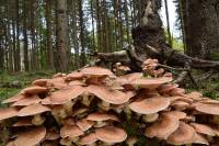 Valprivas : Champimystique organise des balades pour cueillir des champignons