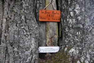 Raucoules : le chêne du château de Figon reconnu comme &quot;Arbre remarquable&quot;