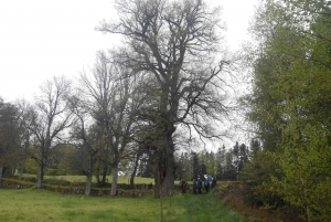 Raucoules : le chêne du château de Figon reconnu comme &quot;Arbre remarquable&quot;