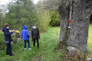 Raucoules : le chêne du château de Figon reconnu comme &quot;Arbre remarquable&quot;