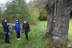 Raucoules : le chêne du château de Figon reconnu comme &quot;Arbre remarquable&quot;