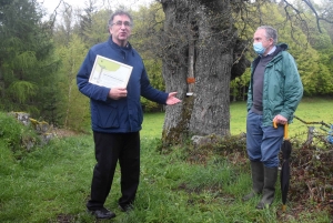 Raucoules : le chêne du château de Figon reconnu comme &quot;Arbre remarquable&quot;