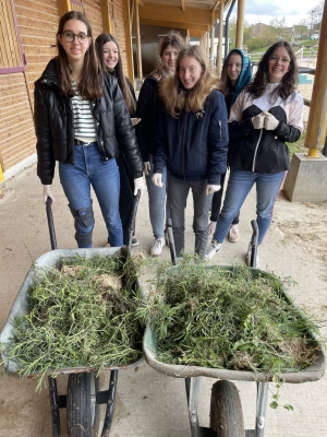 Yssingeaux : pourquoi le lycée George-Sand mène le projet &quot;Zéro Séneçon du Cap&quot;