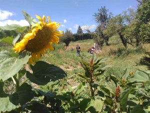 Retournac : des créations artistiques et végétales toute la semaine aux jardins partagés