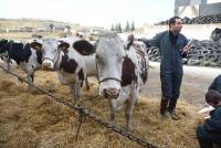 Yssingeaux : les lycéens en sélection pour la finale départementale de jugement de bétail