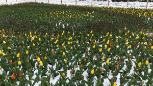 Les tulipes contre le cancer fleurissent à Moudeyres, leur vente se fera le samedi 27 avril