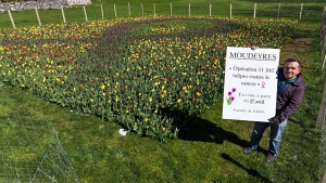 Les tulipes contre le cancer fleurissent à Moudeyres, leur vente se fera le samedi 27 avril