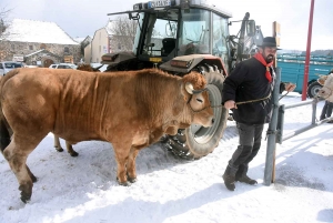 Les Estables : le Fin Gras du Mézenc gagne en prix sur la foire grasse