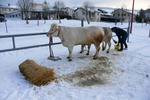 Les Estables : le Fin Gras du Mézenc gagne en prix sur la foire grasse