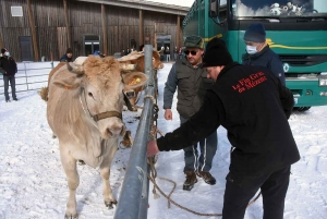 Les Estables : le Fin Gras du Mézenc gagne en prix sur la foire grasse