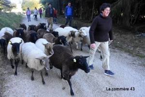 Une transhumance dimanche entre les &quot;Setoux&quot; et Saint-Julien-Molhesabate