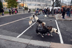 Sainte-Sigolène : les animations se poursuivent dimanche en ville