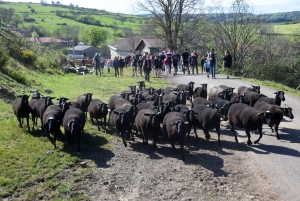 Le Monastier-sur-Gazeille : un troupeau de 50 brebis Noire du Velay suivi par 400 randonneurs