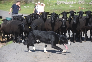 Le Monastier-sur-Gazeille : un troupeau de 50 brebis Noire du Velay suivi par 400 randonneurs