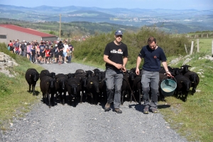 Le Monastier-sur-Gazeille : un troupeau de 50 brebis Noire du Velay suivi par 400 randonneurs