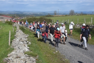 Le Monastier-sur-Gazeille : un troupeau de 50 brebis Noire du Velay suivi par 400 randonneurs