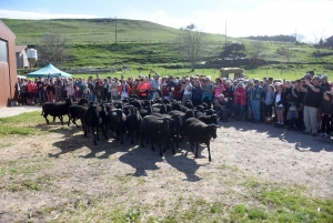 Le Monastier-sur-Gazeille : un troupeau de 50 brebis Noire du Velay suivi par 400 randonneurs