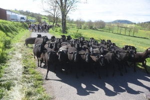 Le Monastier-sur-Gazeille : un troupeau de 50 brebis Noire du Velay suivi par 400 randonneurs