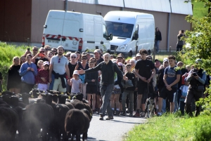 Le Monastier-sur-Gazeille : un troupeau de 50 brebis Noire du Velay suivi par 400 randonneurs