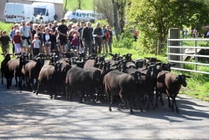 Le Monastier-sur-Gazeille : un troupeau de 50 brebis Noire du Velay suivi par 400 randonneurs