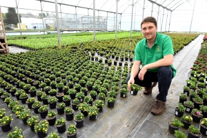 Le conseil du jardinier : privilégiez les fleurs jaunes pour les insectes pollinisateurs