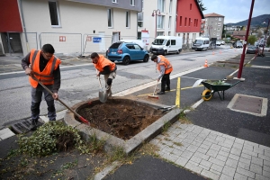 Yssingeaux : les arbres changés avant les lampes dans l&#039;avenue Clemenceau