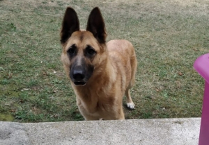 Lapte : deux chiens recueillis dimanche matin