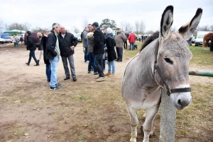 Bas-en-Basset : vous trouverez de tout à la Foire aux ânes le 11 novembre