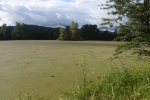 Bas-en-Basset : de la mortalité de poissons constatée dans l&#039;étang orange